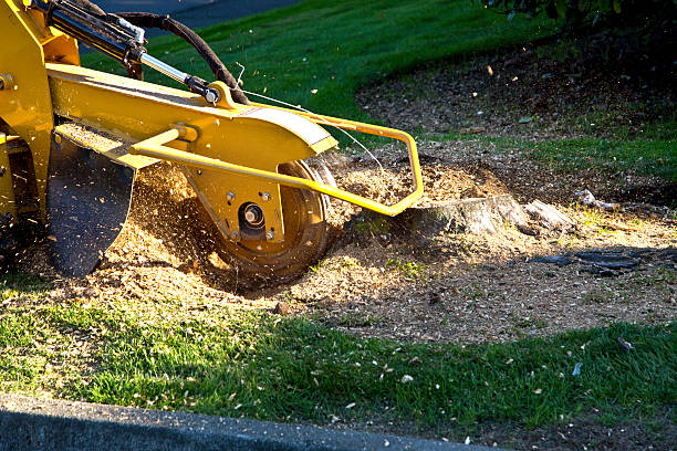 Tree Root Removal in Grand Forks Af, ND